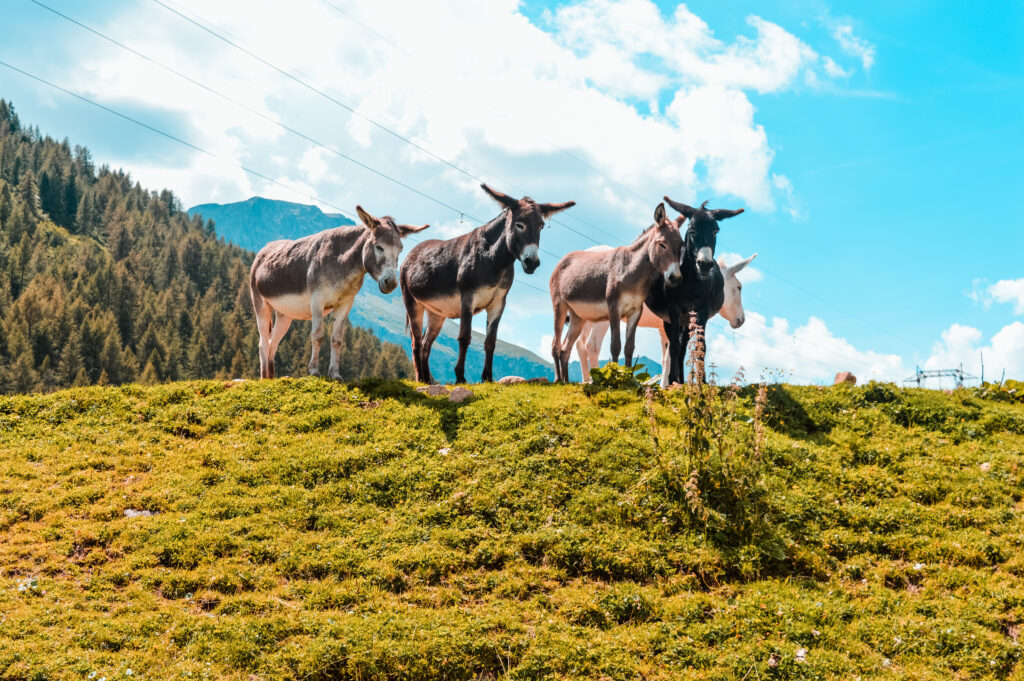 soraga di fassa